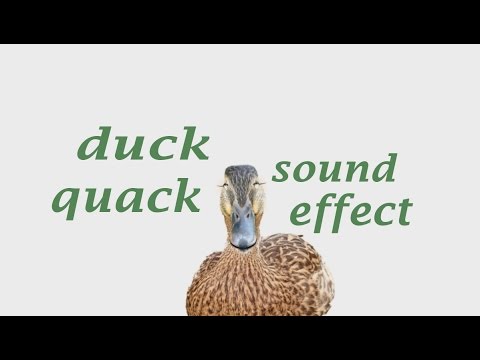 duck sound effect mp3